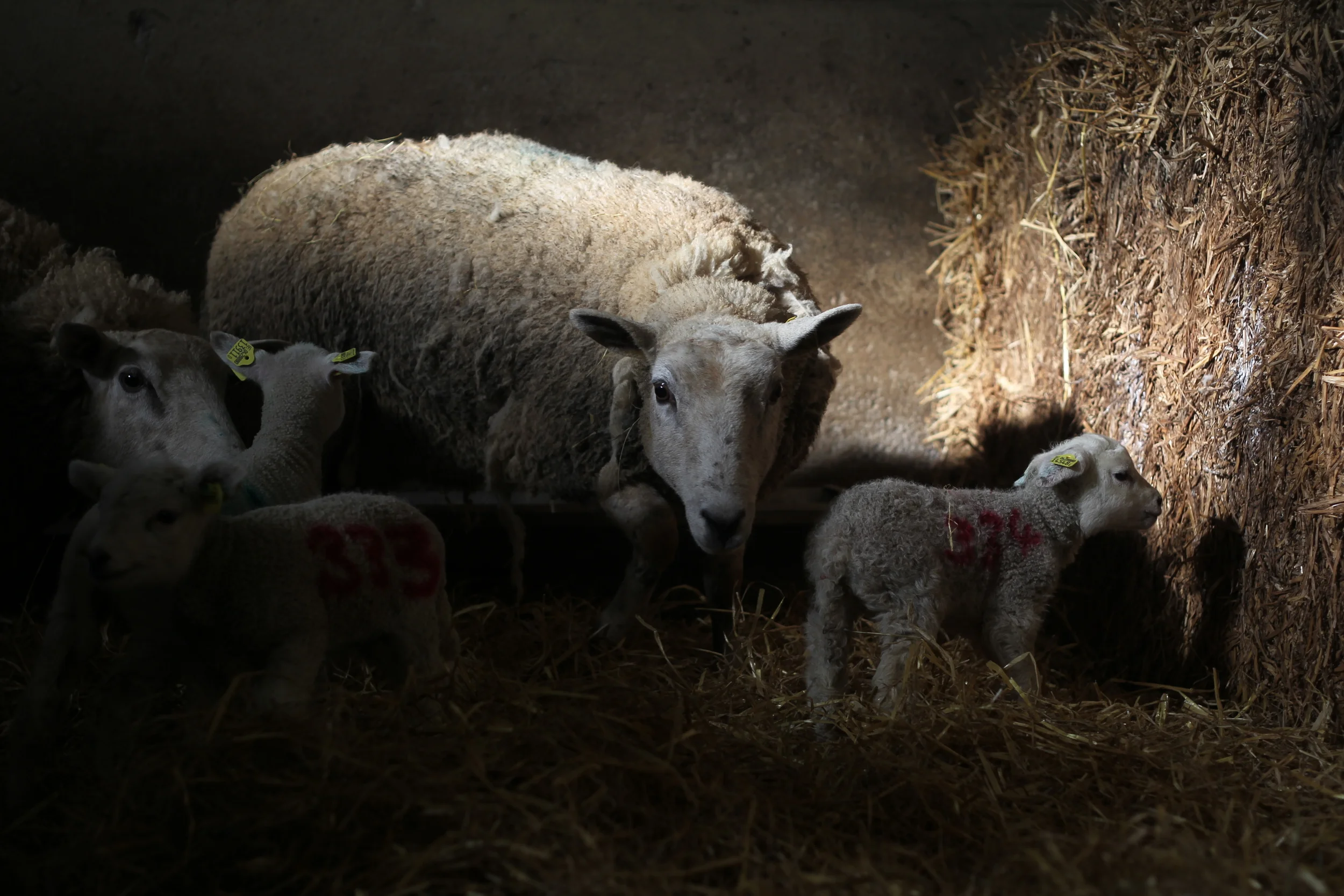 Lambing Nicholson Johnstown-116.JPG