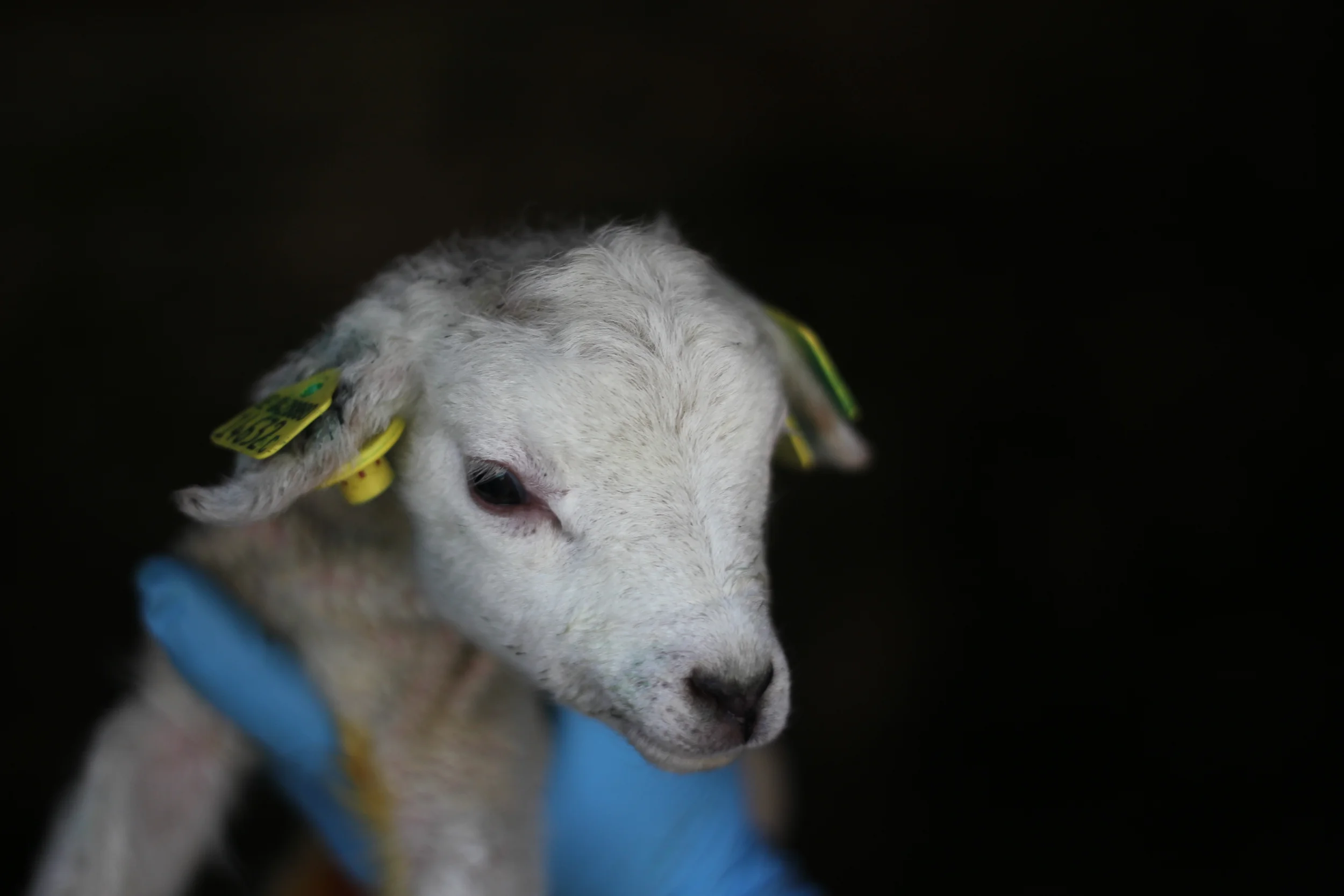 Irish Farmers Journal