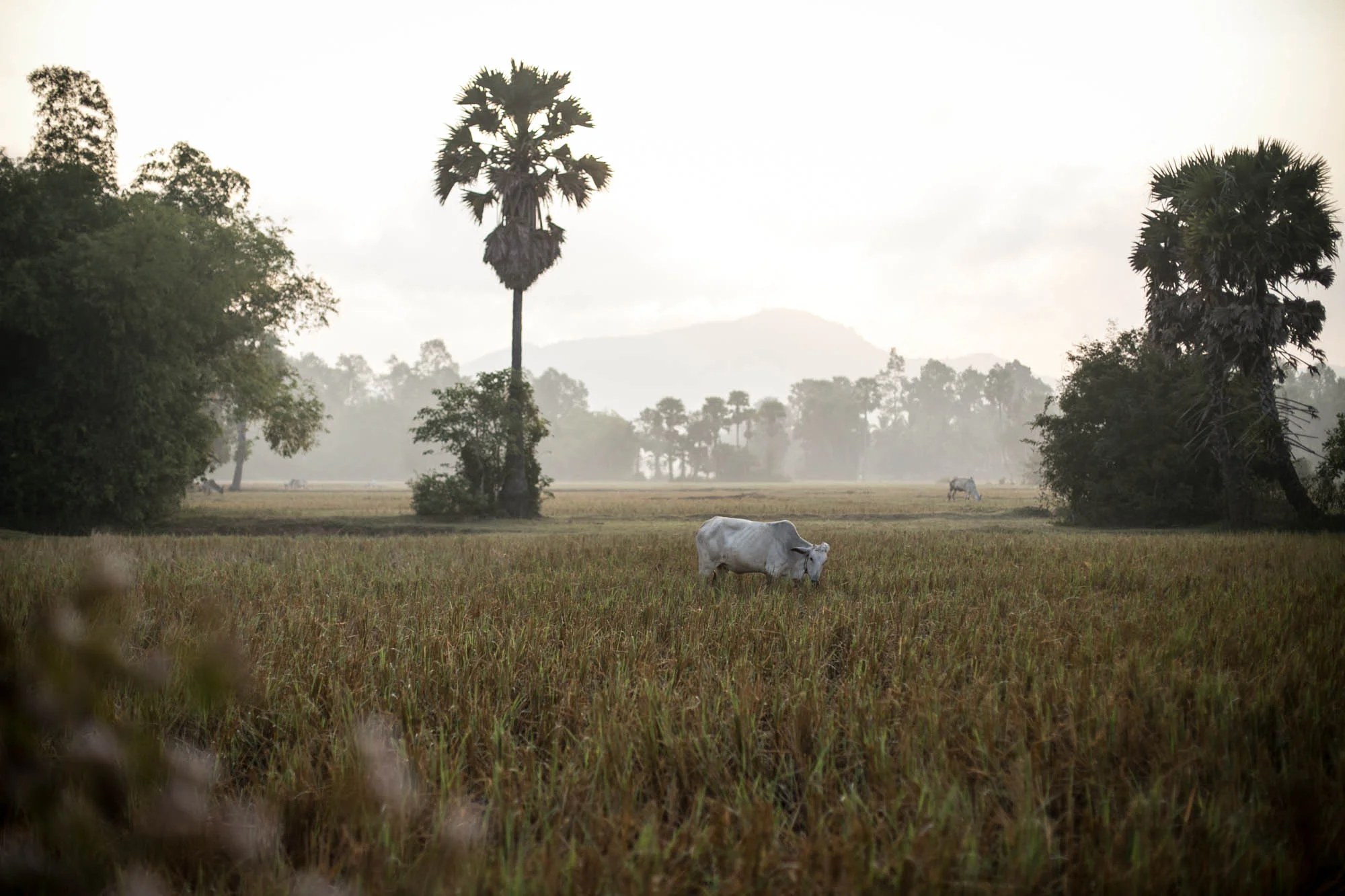 Cambodia