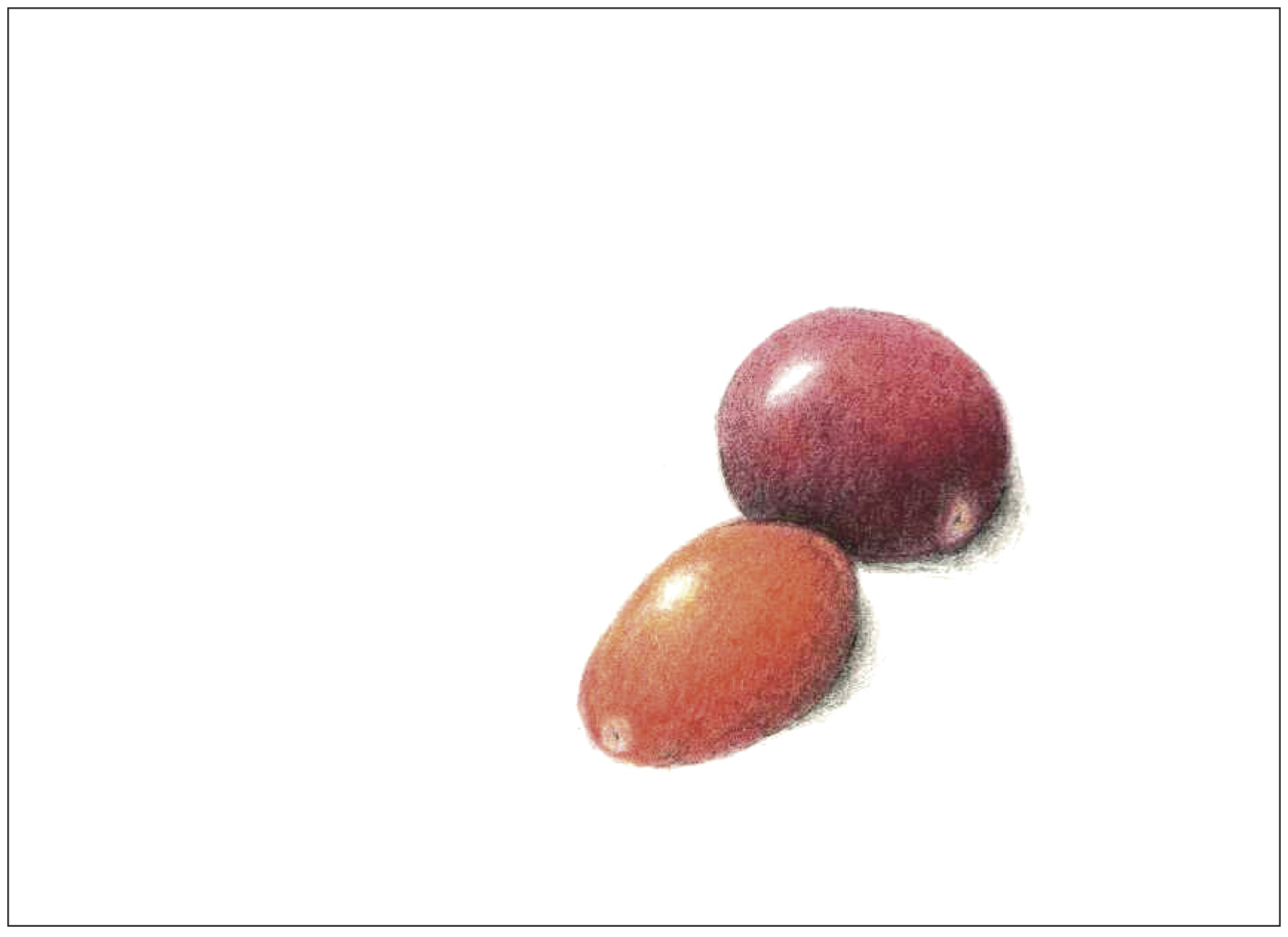 Susan Skoorka, Cherry Tomatoes