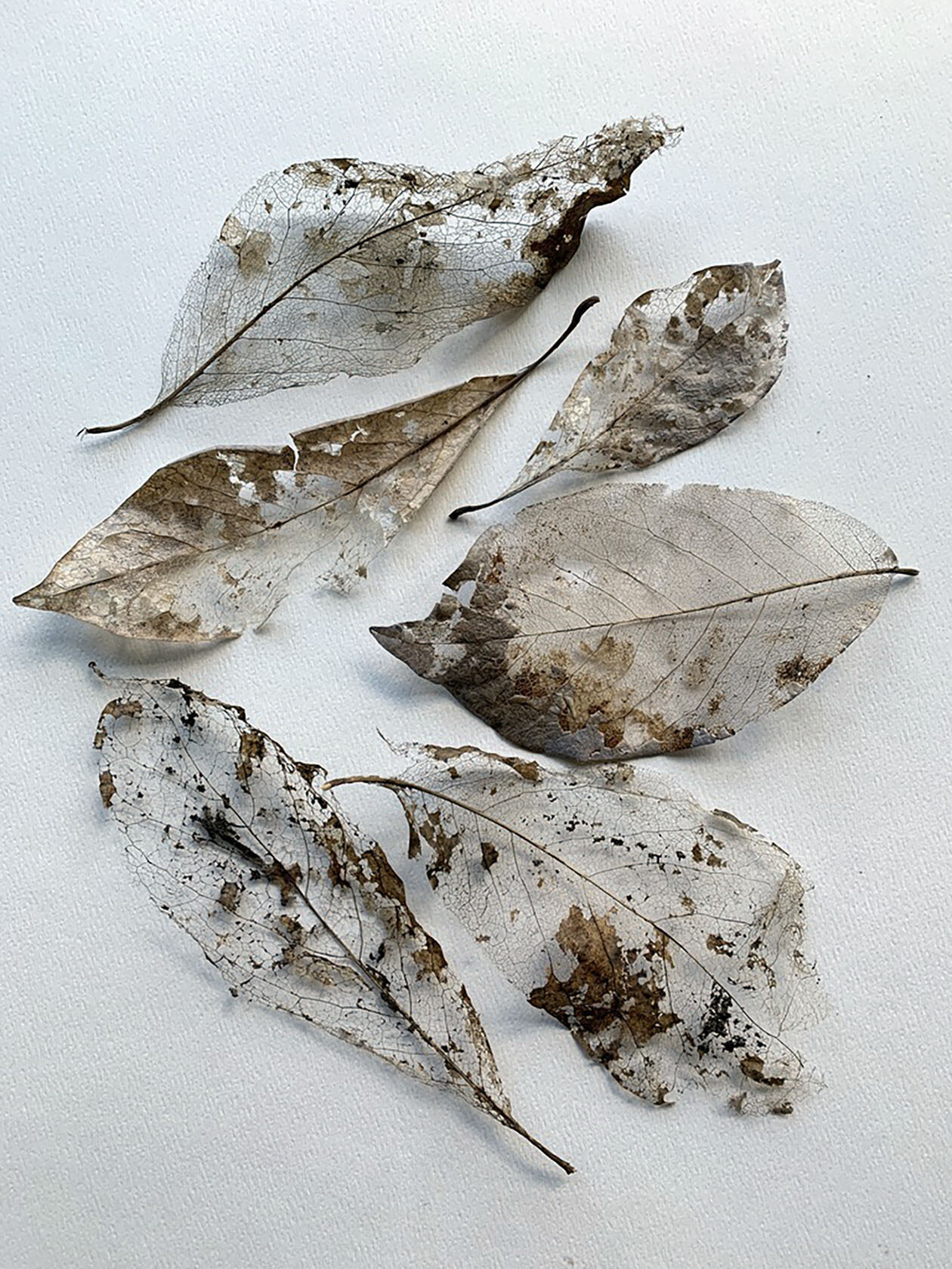 Ellen Denuto, Leaf Skeletons