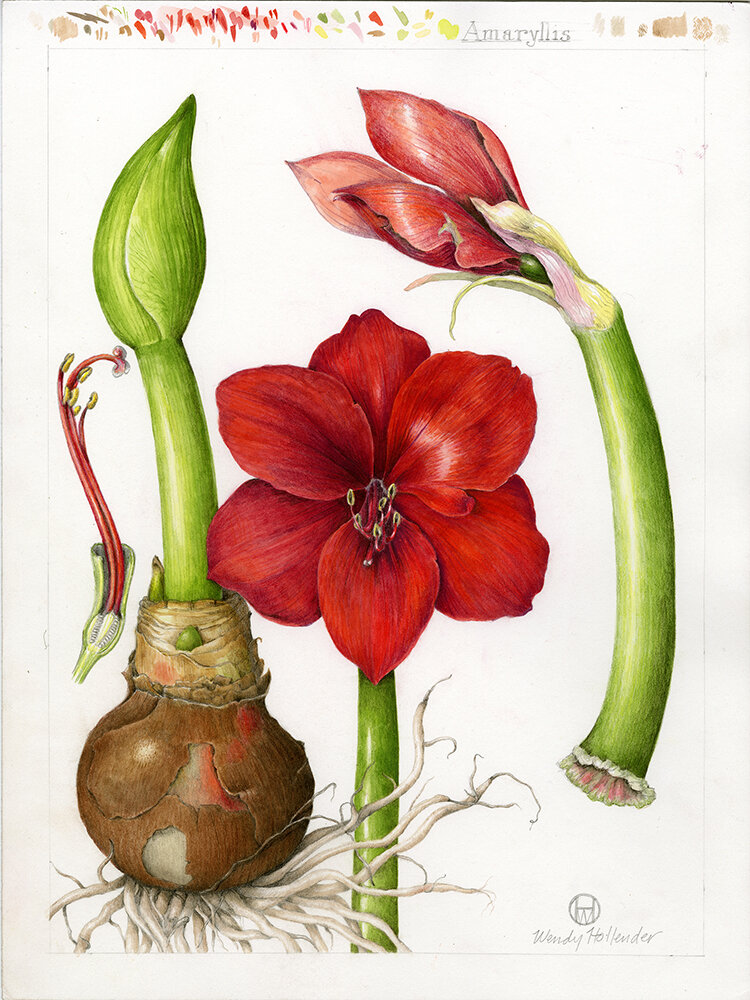 Wendy Hollender - Amaryllis (Copy)