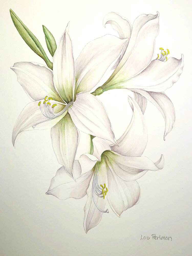 Lois Perlman - White Amaryllis, Hippeastrum (Copy)