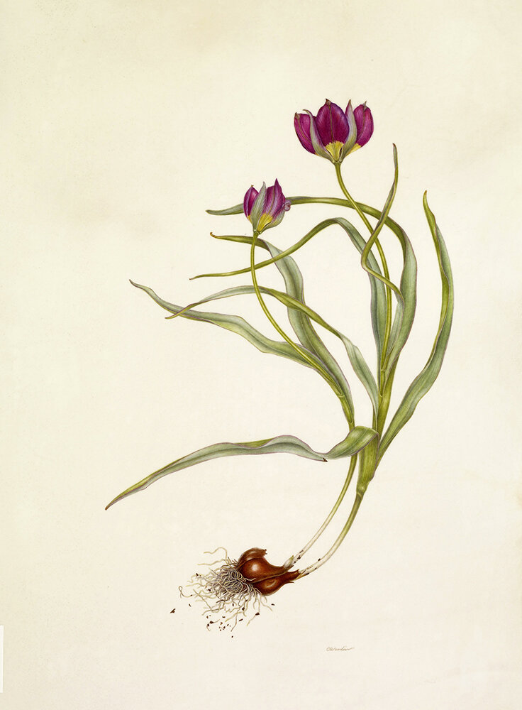 Carol Woodin - Unearthed - Wild Tulip (Copy)