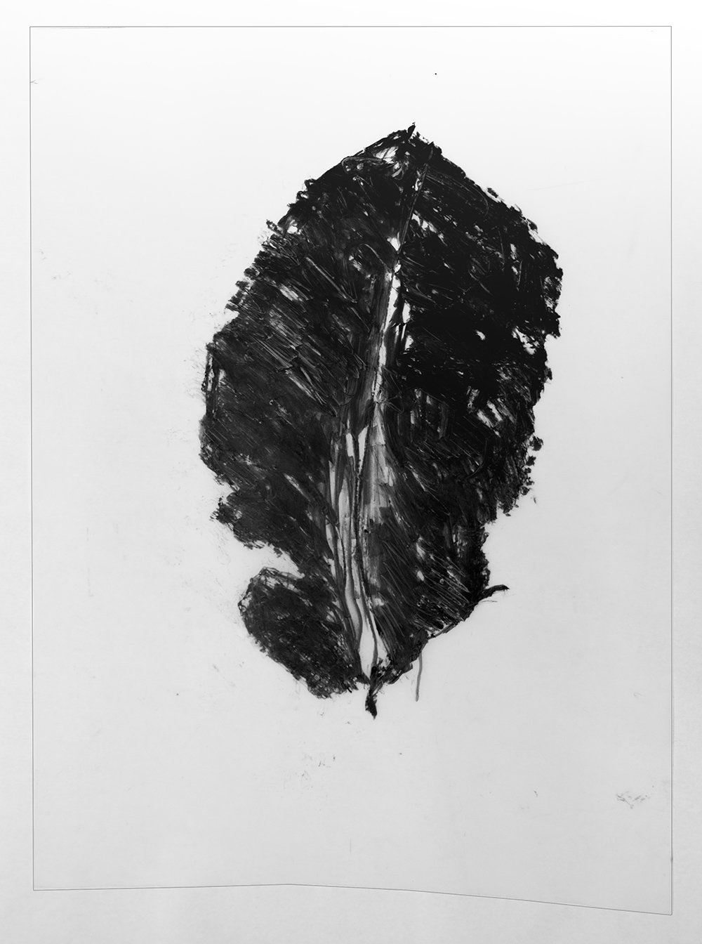   Black Leaf #1,  2021 oil pastel on mylar 25” x 18.25” 