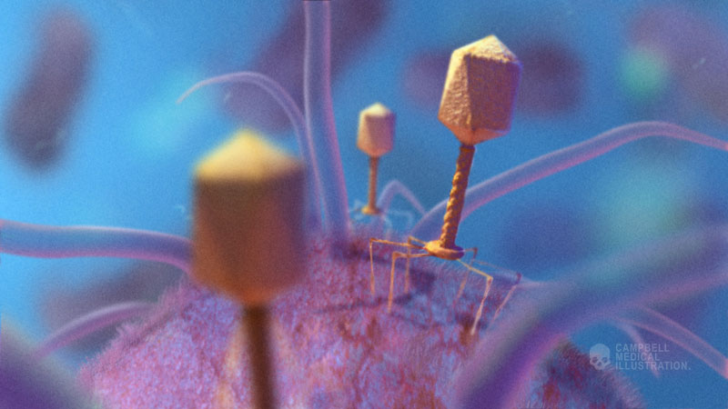 The phage penetrates the cell by drilling into the cell wall and injecting its genome into the bacterial cytoplasm.