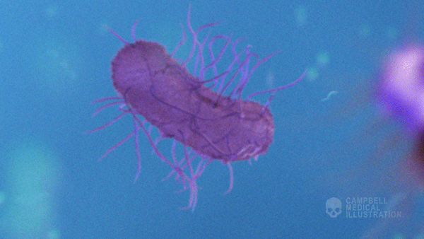 Once inside, phage enzymes take over the cells synthesising pathway and begins to produce bacteriophage components. These new phage components assemble themselves around the genome, encapsulating it in the head region.