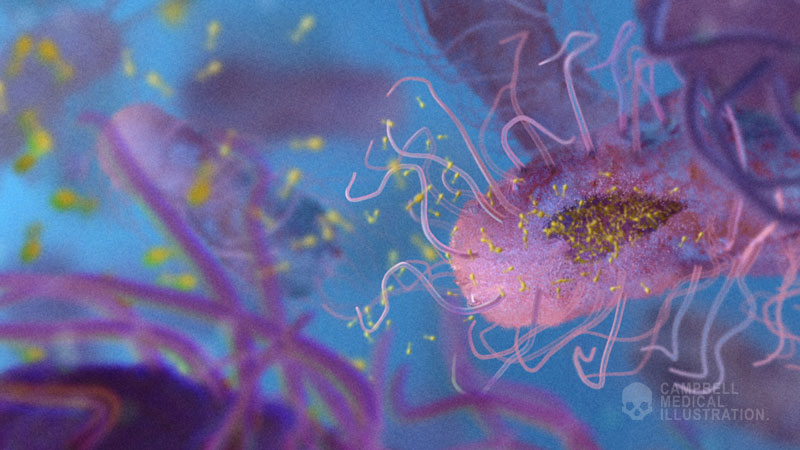 A phage enzme breaks down the cell’s peptidoglycancausing the cell to rupture. Through this process, 50 to 200 new T4 bacteriophages are produced and spread throughout the host system infecting and destroying cells.