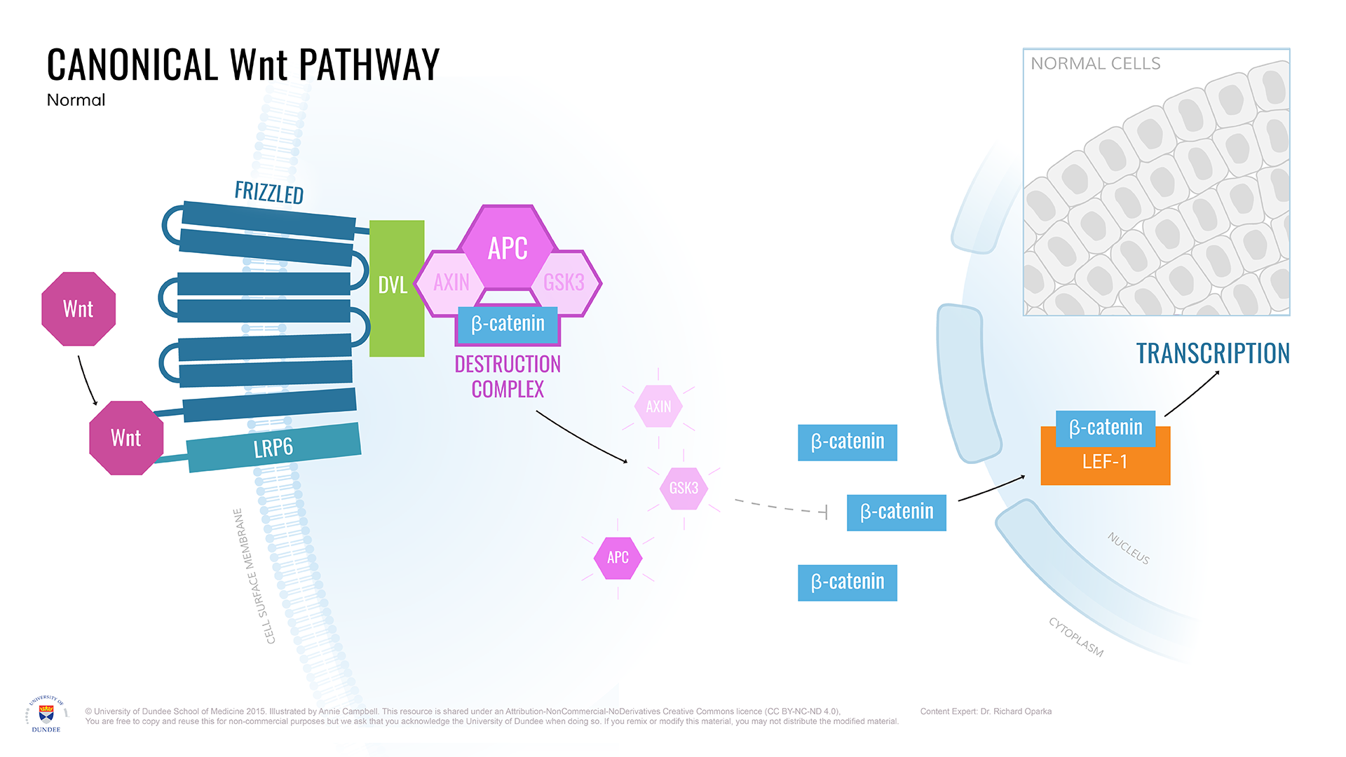 Canonical_Wnt_pathway_Normal.png