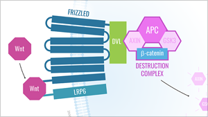 MEDICAL DIAGRAMS - CELLULAR PATHWAYS IN CANCER Read More
