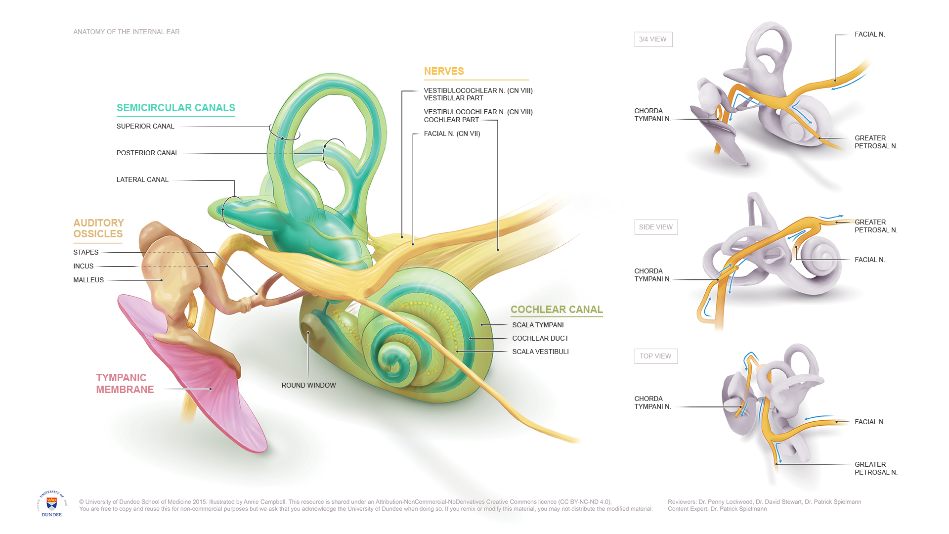 University_of_Dundee_ISS_ENT_Anatomy_of_Inner_Ear_and_Facial_Nerve.png
