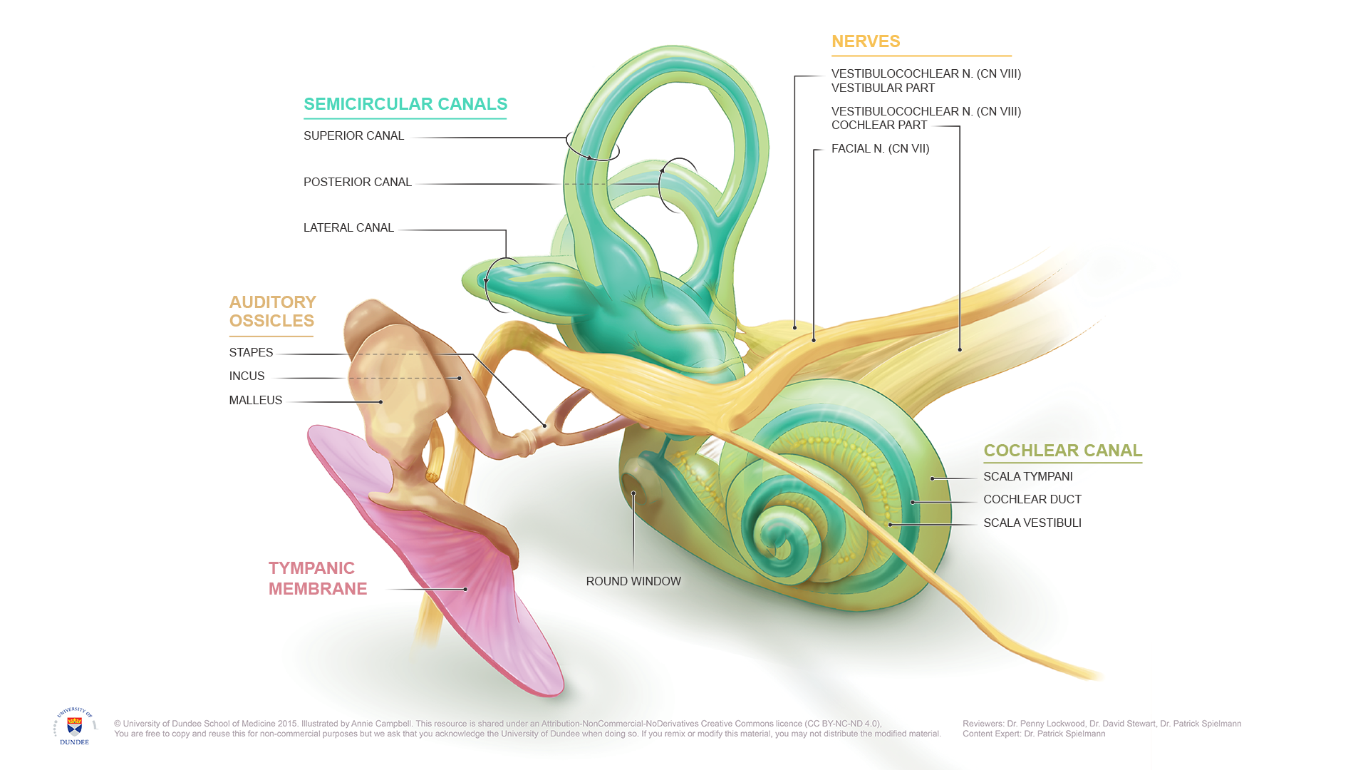 University_of_Dundee_ISS_ENT_Inner_Ear_Anatomy.png