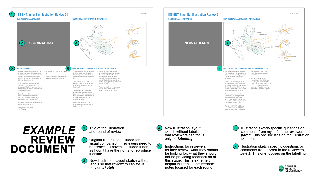 Example_Review_Documents_Medical_Illustration.png