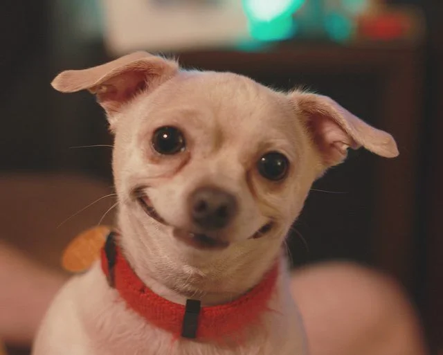 smiling dog.jpg
