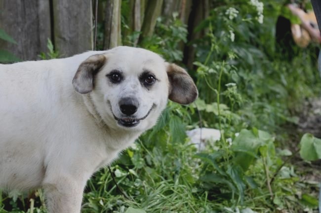 smiling-dog.jpg