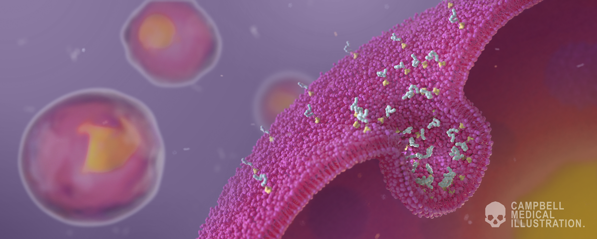 Entrata-endosome.png