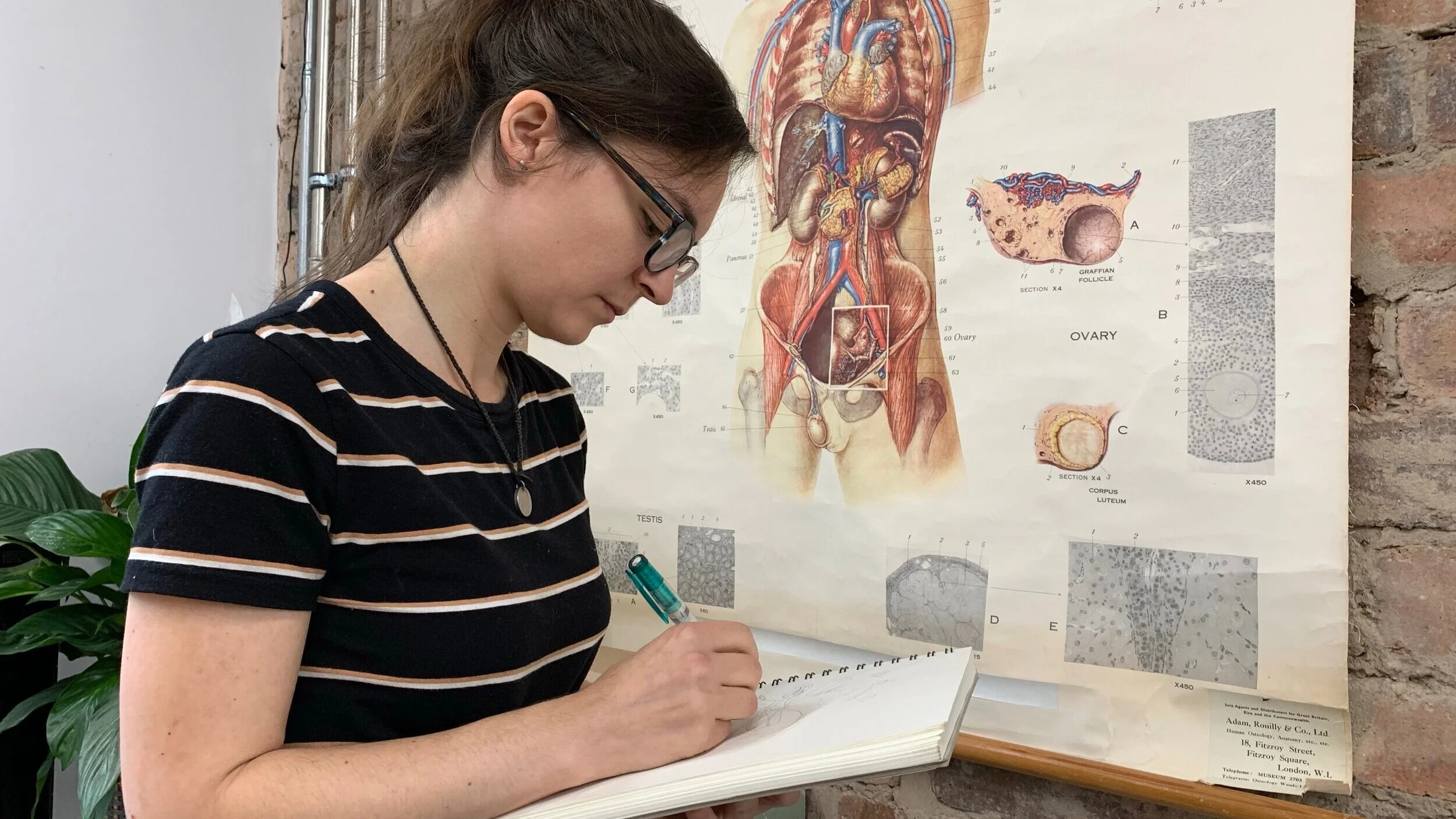 Susie went to the Anatomy Museum at the University of Glasgow to learn more and sketch infant anatomy for organ placement research
