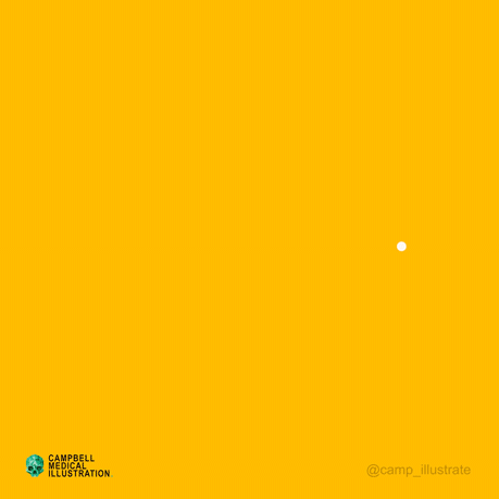 Campbell-Medical-Animation-icon-animation-example-mometrix-05.gif