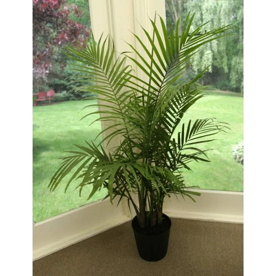 palm indoors.jpeg