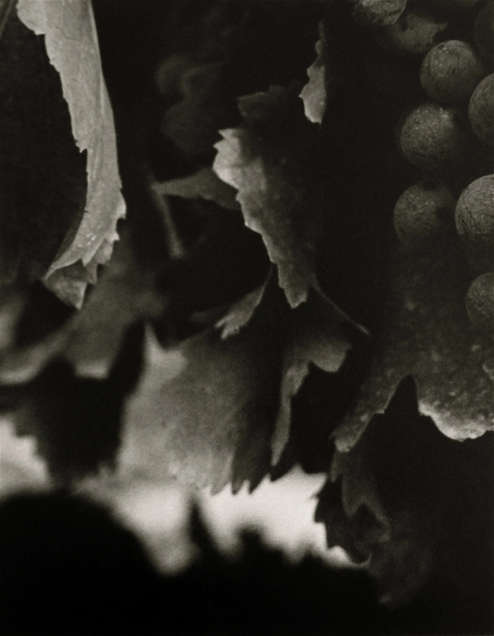 Detail1 copy.jpg