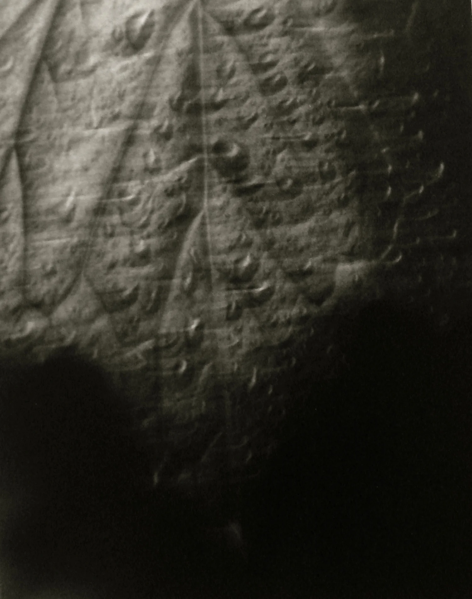 Detail2 copy.jpg