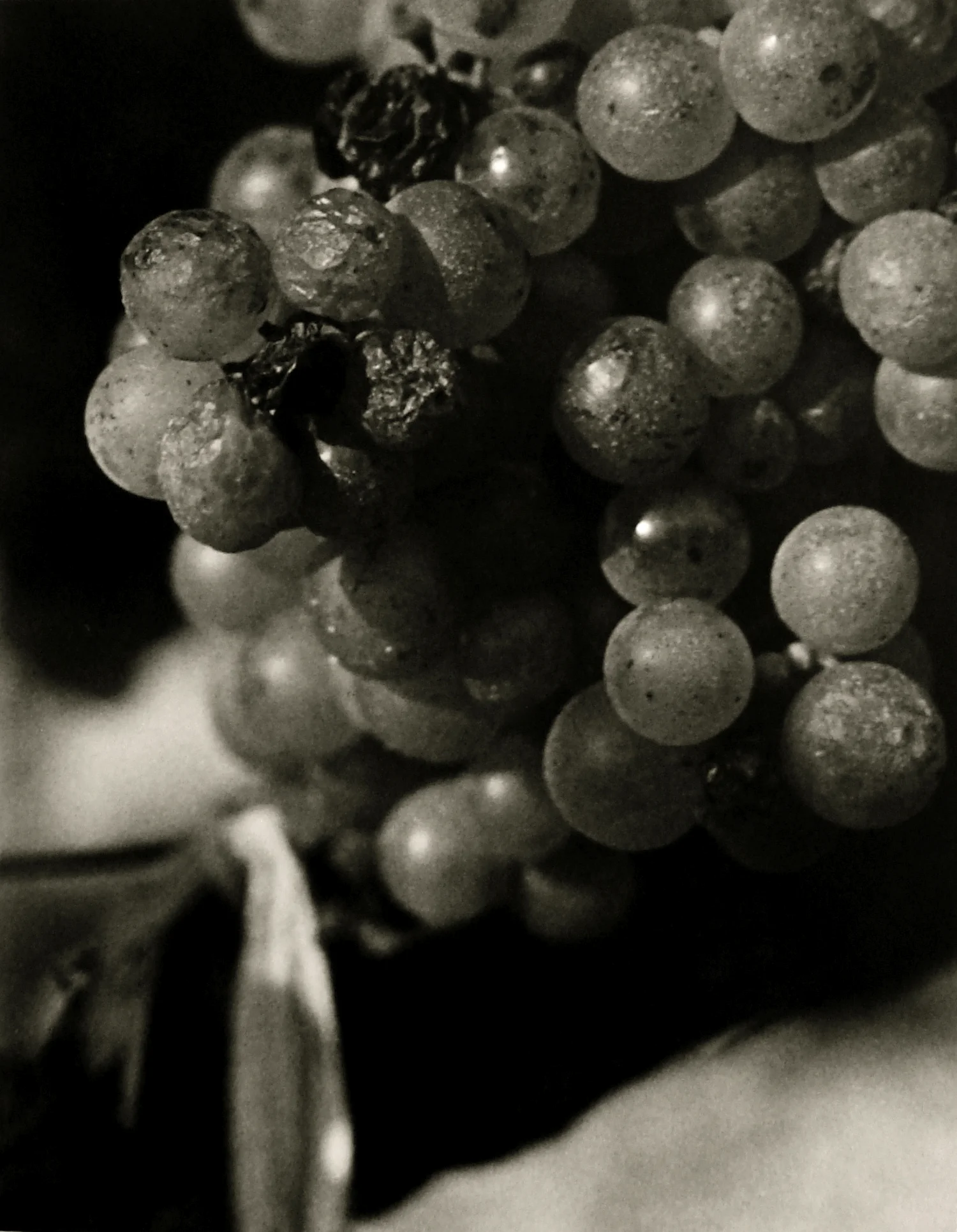 Detail10 copy.jpg