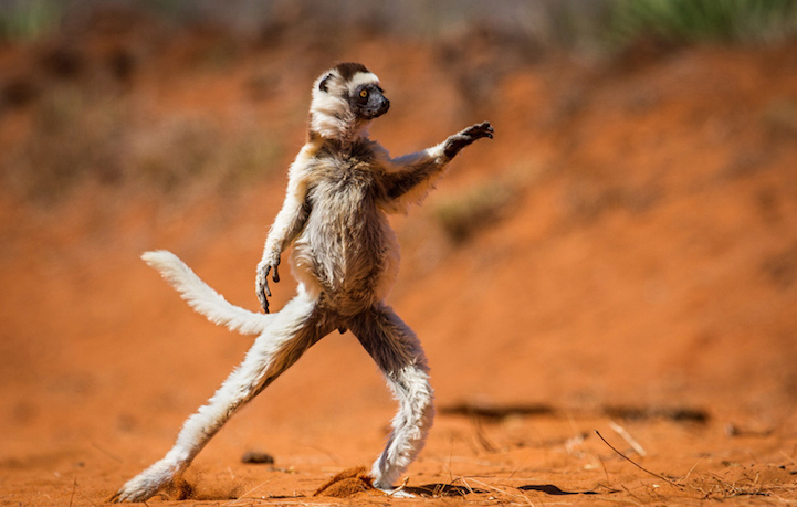 Comedy Wildlife Photography