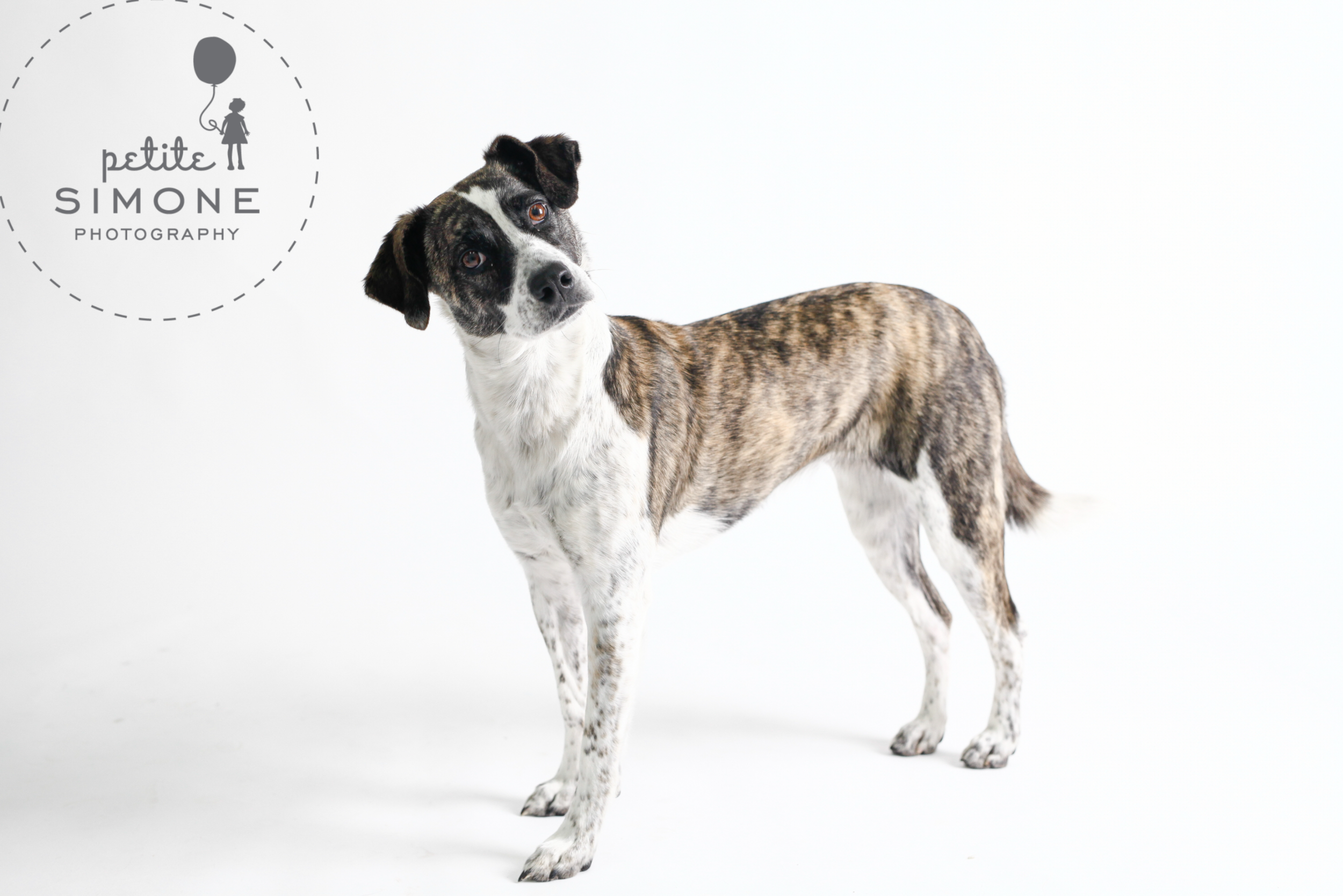 1 raleigh pet photographer.png