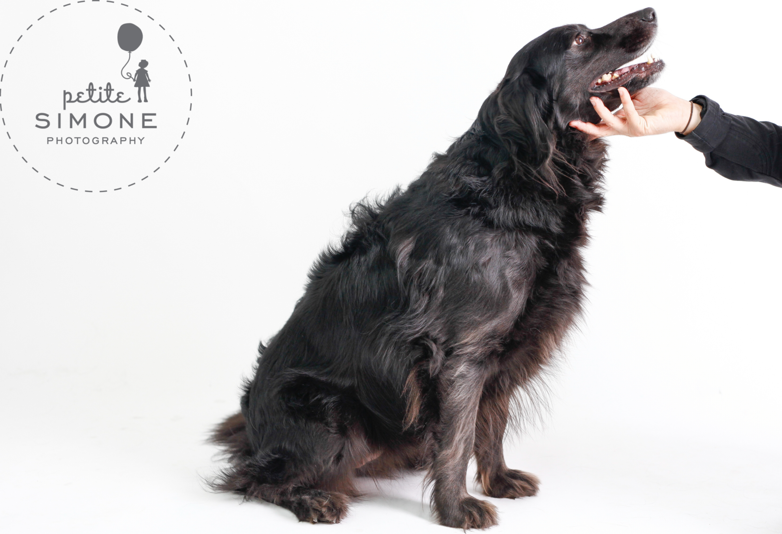 3 raleigh dog portraits.png