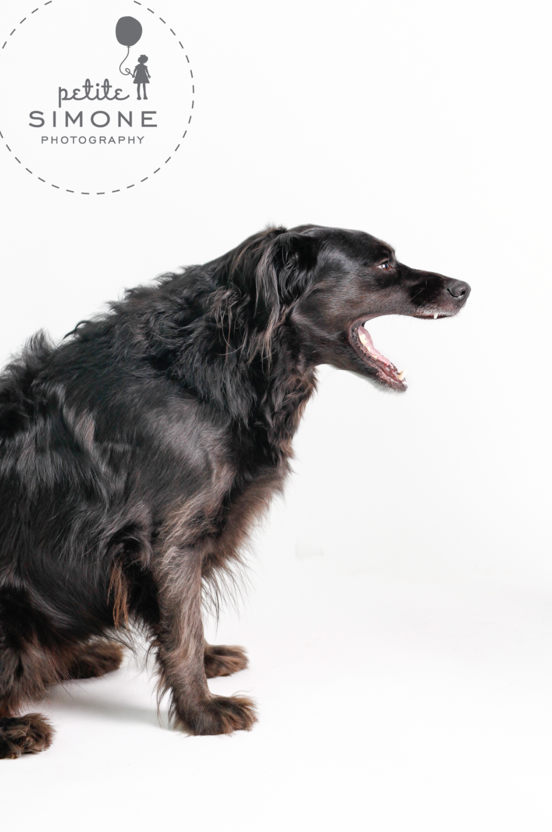 4 raleigh pet pics.png