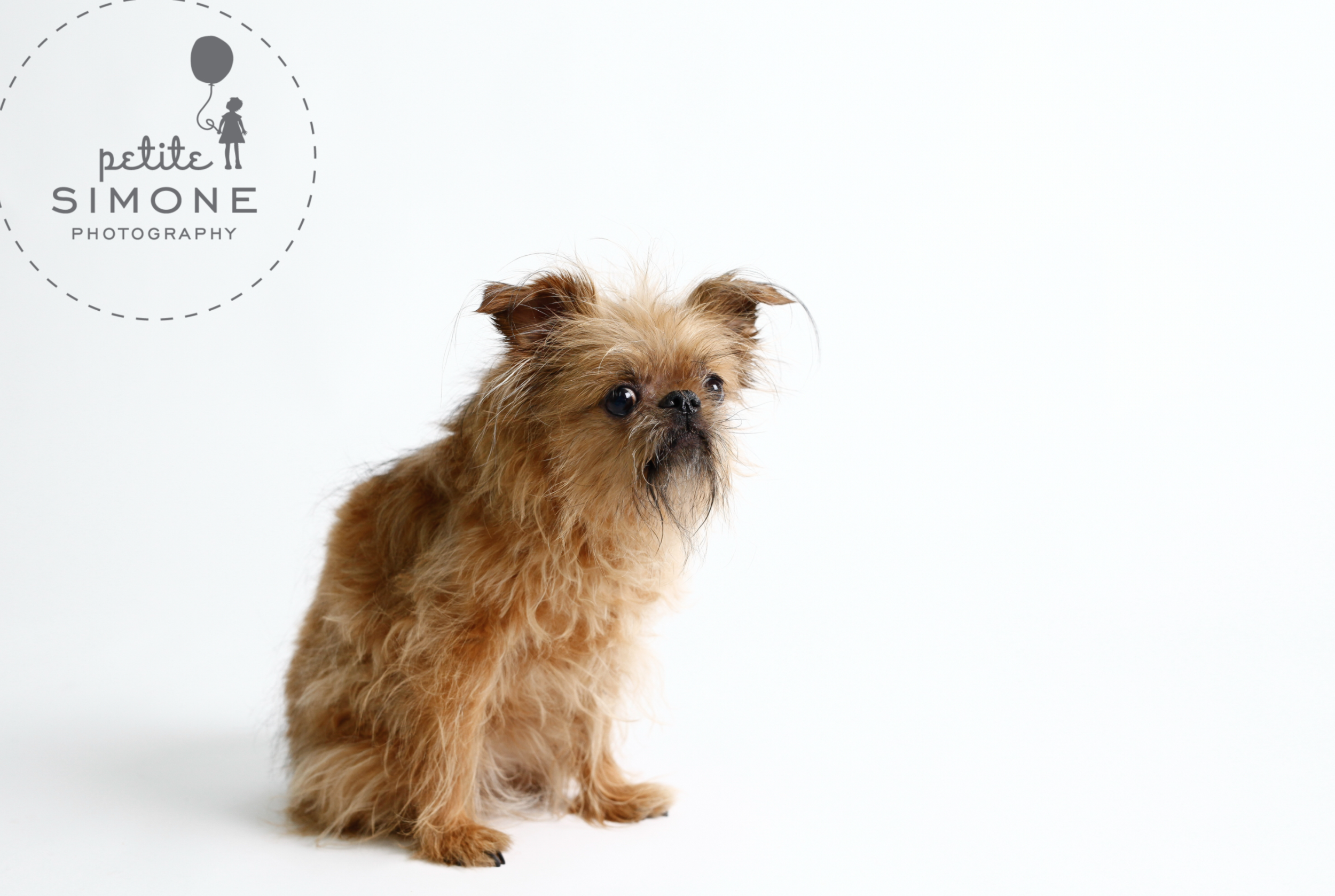 7 dog photographer.png