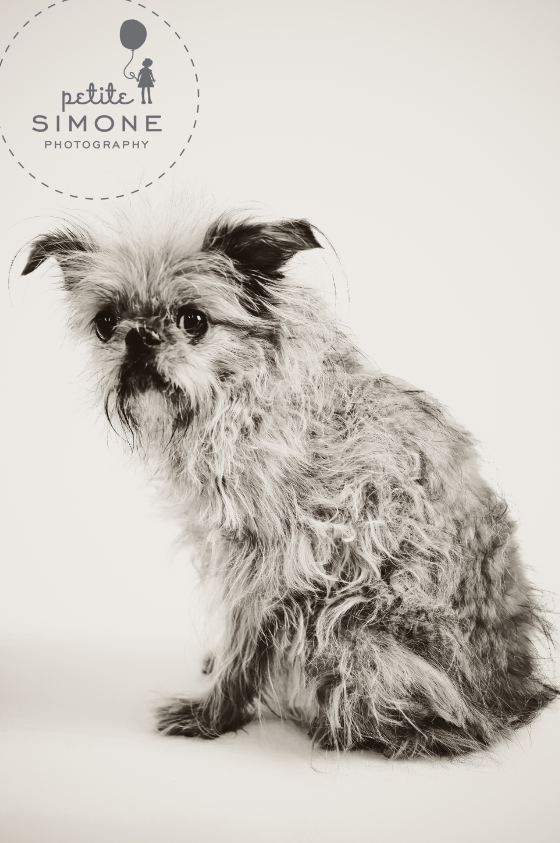 8 raleigh pet portraits.png