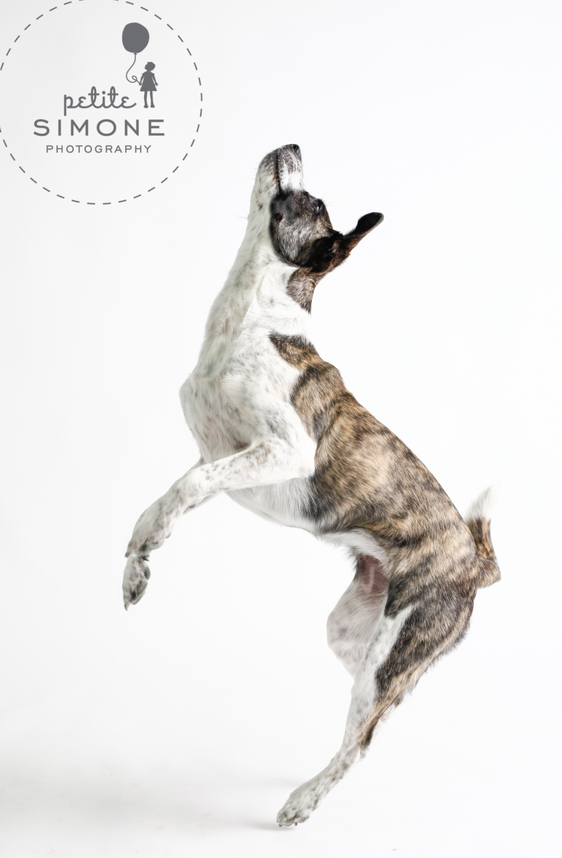 Dogs of Raleigh | Pet Portraits