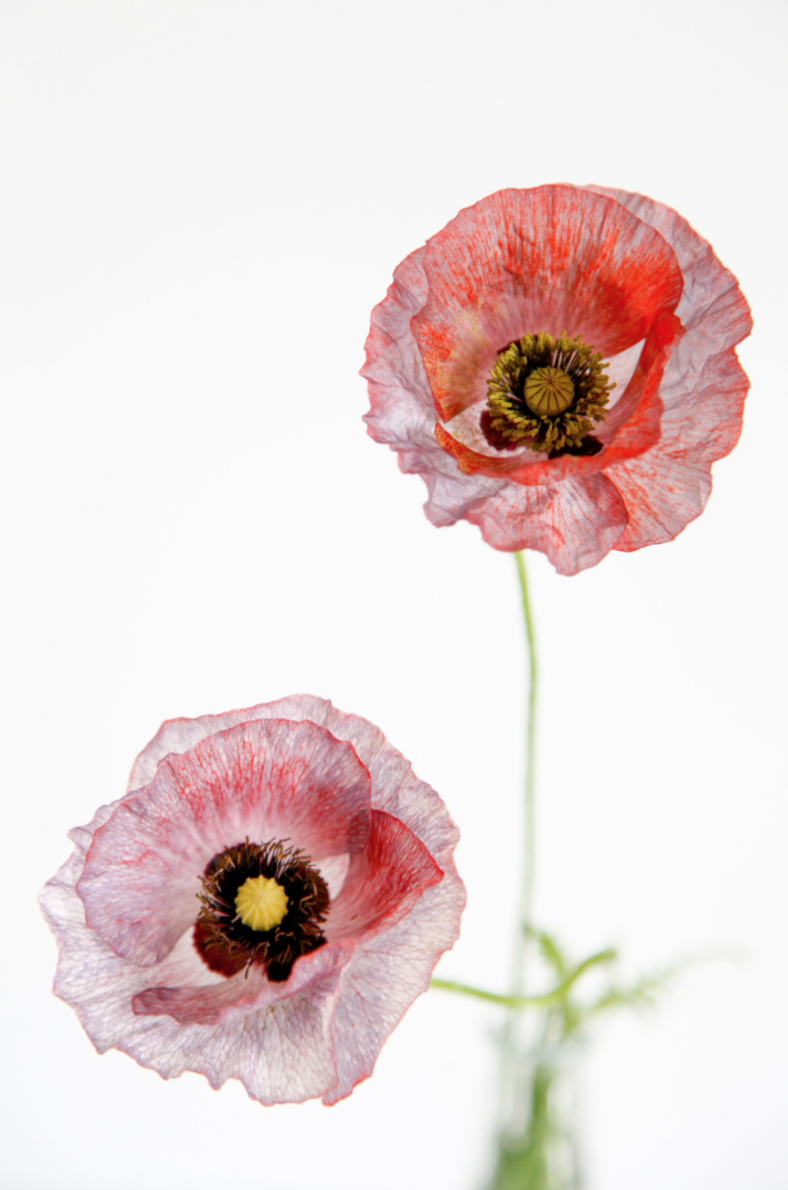 Screen Shot 2020-06-11 at 1.16.47 AM.png