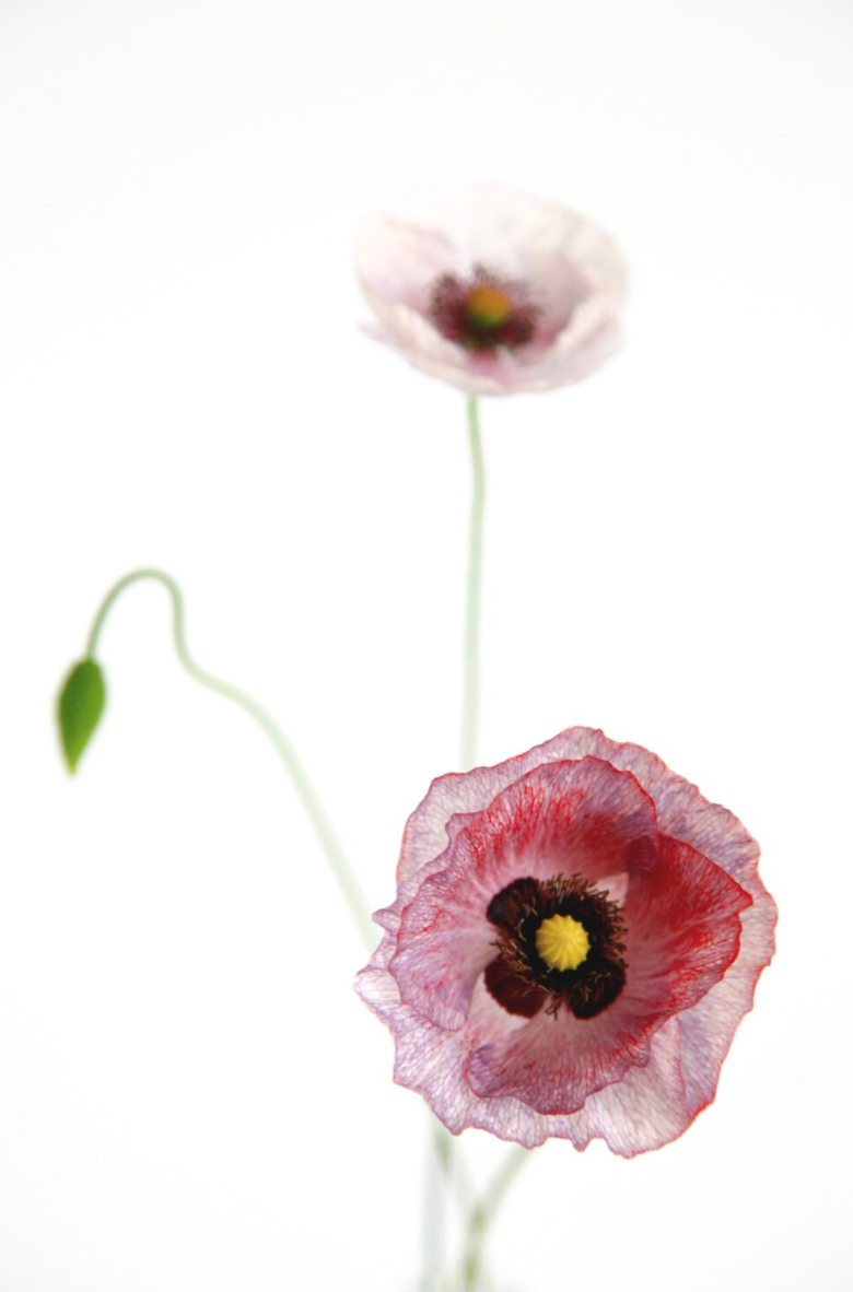 Screen Shot 2020-06-11 at 1.17.37 AM.png