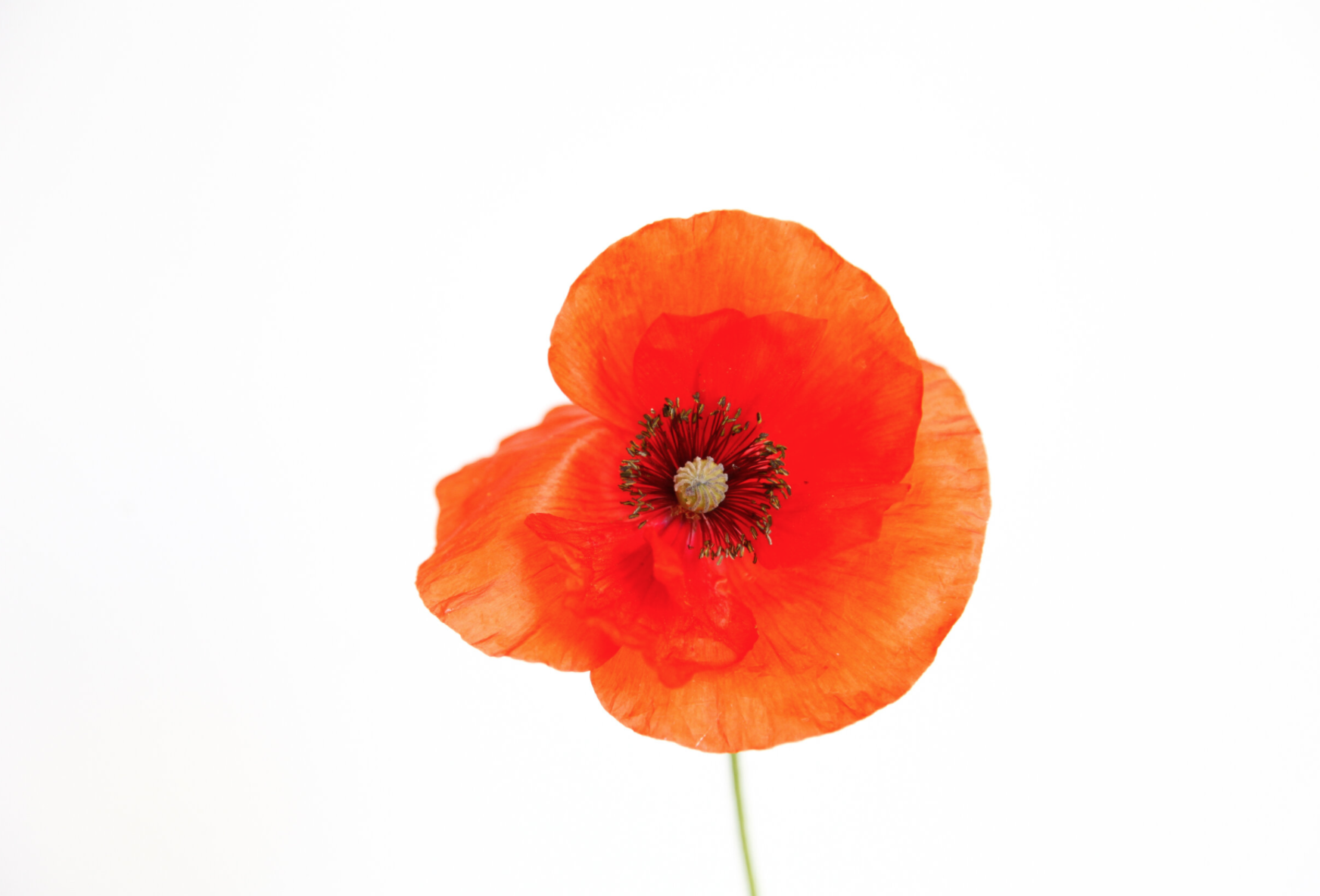 Screen Shot 2020-06-11 at 1.17.25 AM.png