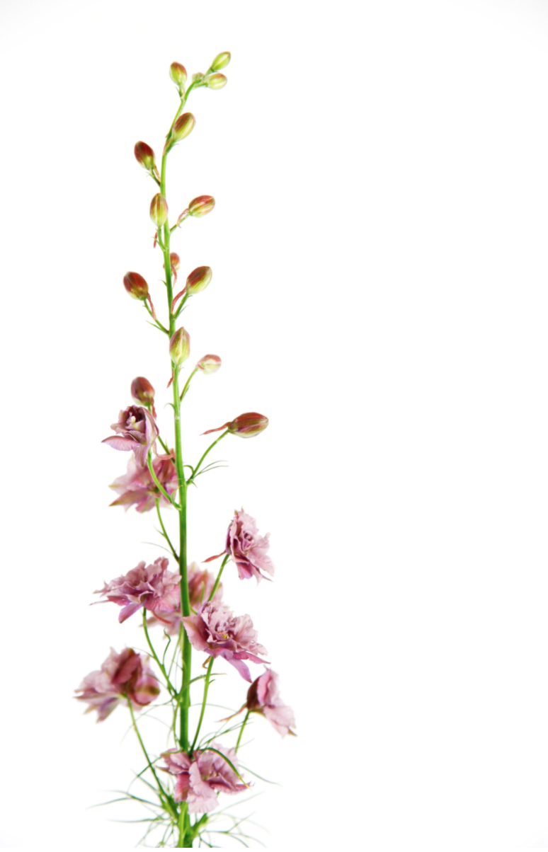 Screen Shot 2020-06-11 at 1.17.44 AM.png