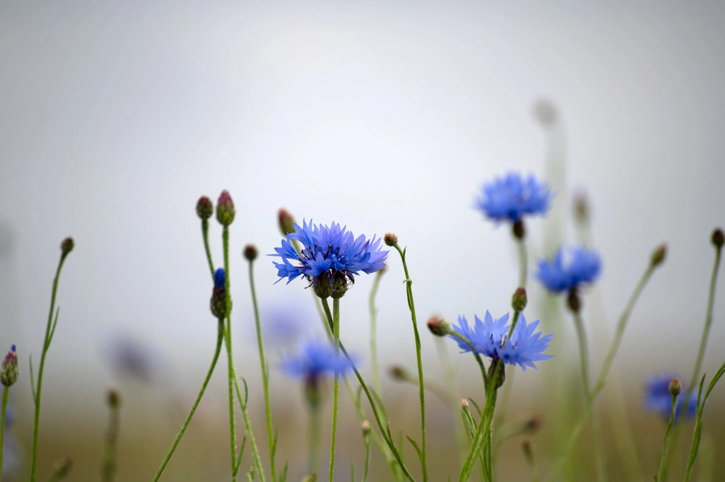 blue cornflowers.jpg