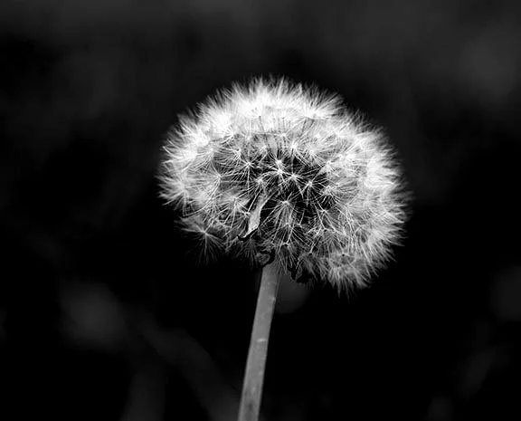 dandelion April web 2.jpg