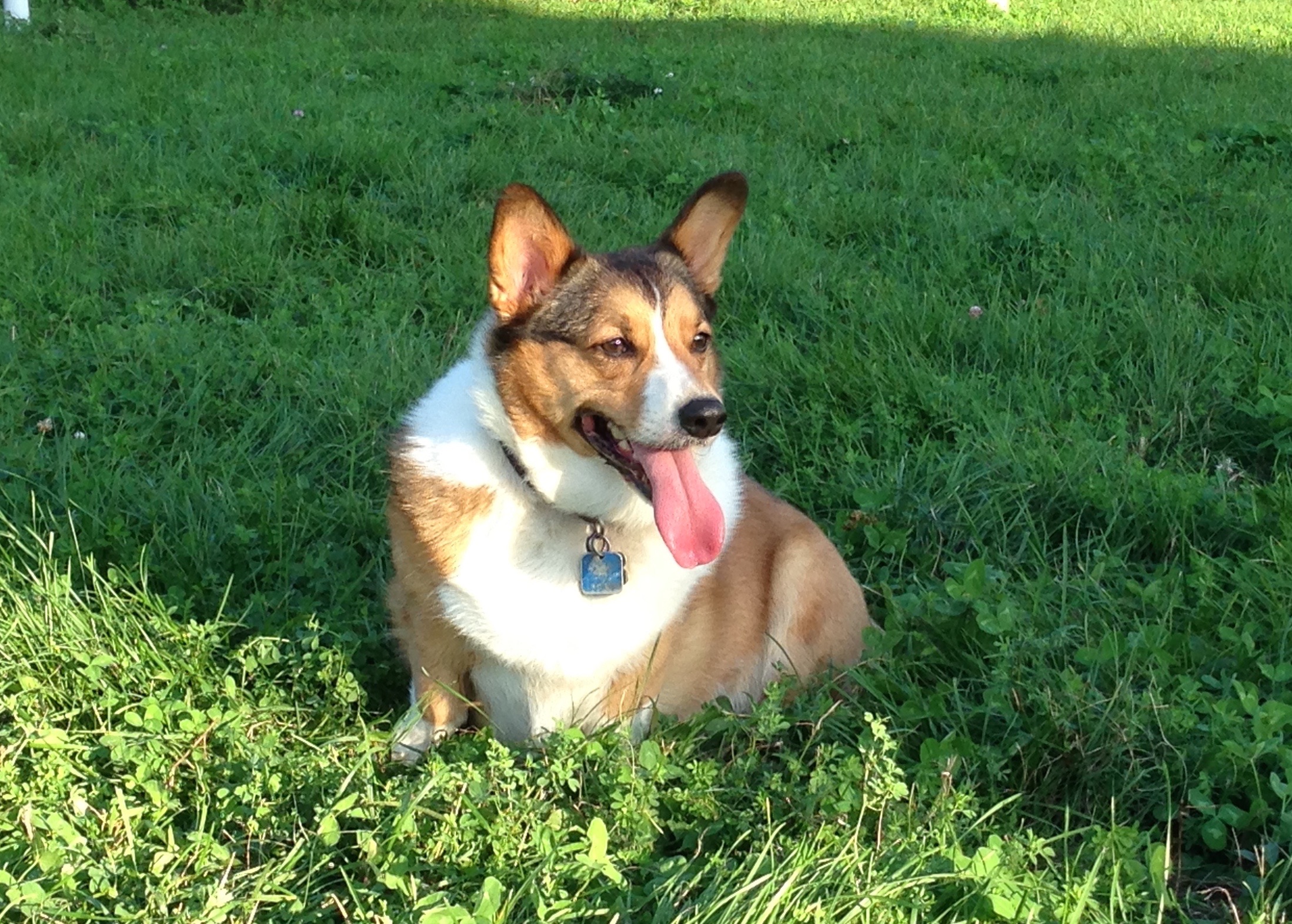 My dog, Sarge.
