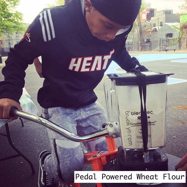 How do you grind flour?  Pedal Power and wheat berries! Sweetcyclebrooklyn and @citygrowersnyc partnered to bring middle schoolers fresh cooked #wheatporridge, #wholewheatcrepes, #freshpesto all blended and ground with our pedal powered blenders.  #e