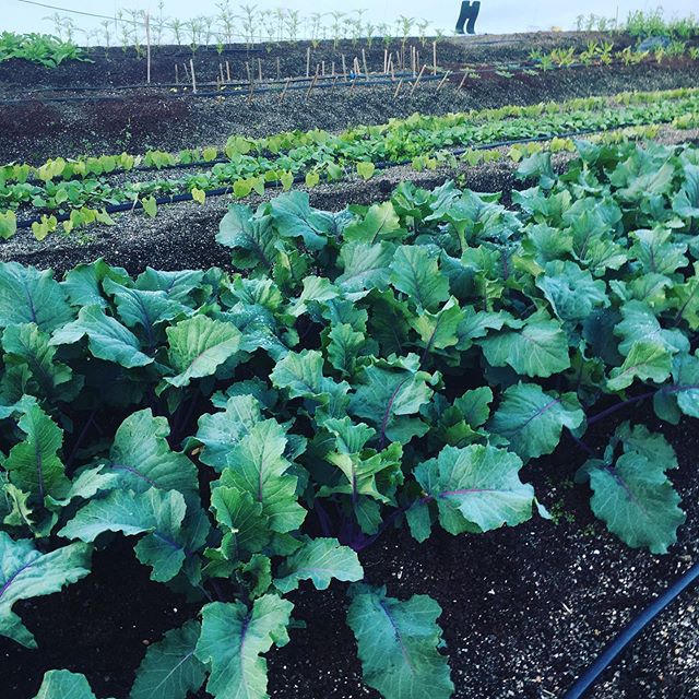 Sweetcycle @brooklyngrange making guacamole and mint chip gelato on the sweetcycle.  #mintgelato #guacamole #rooftopfarms #rooftopevents