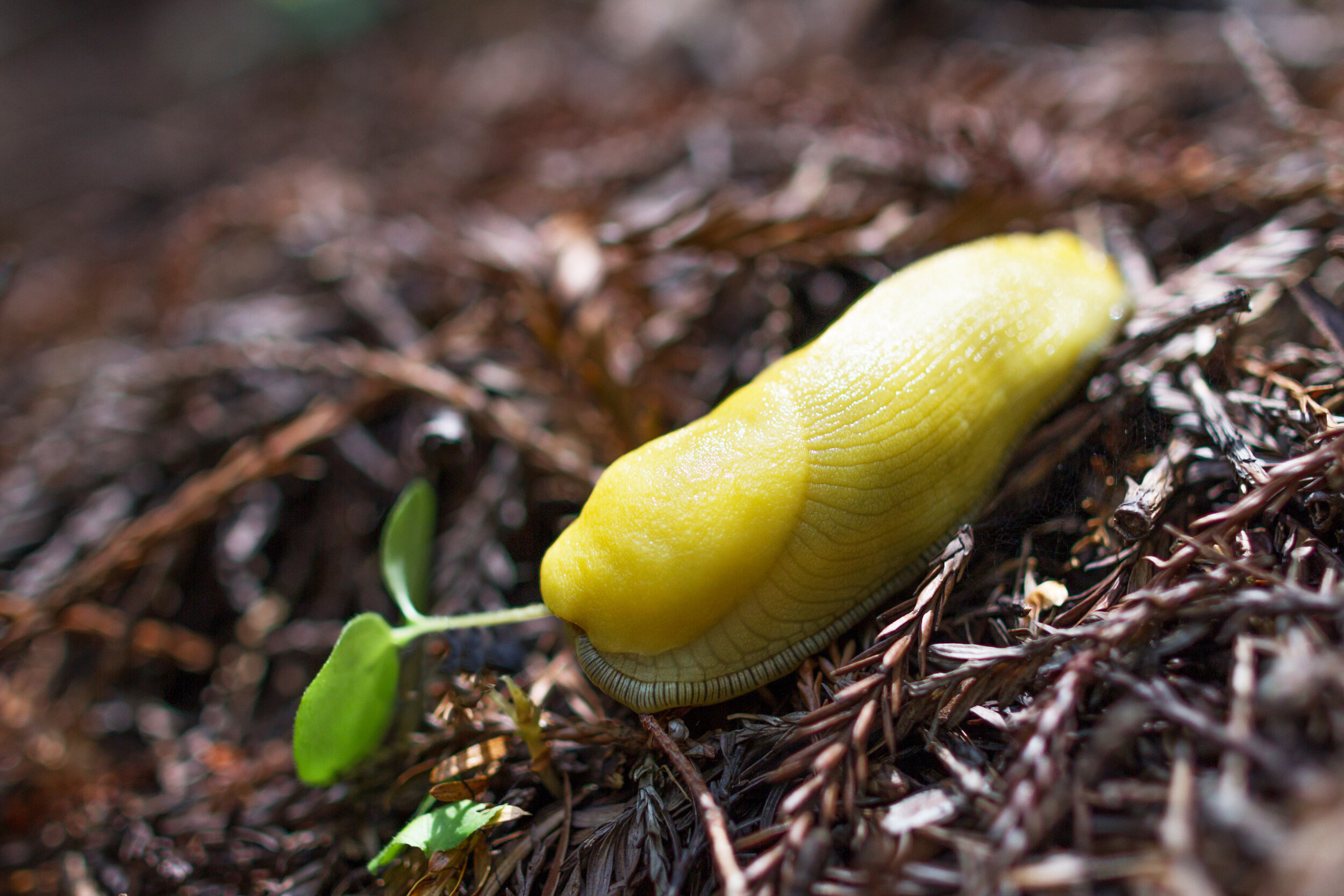 sluggy.jpg