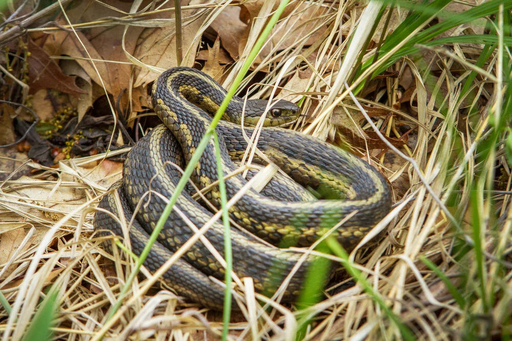 snake.jpg