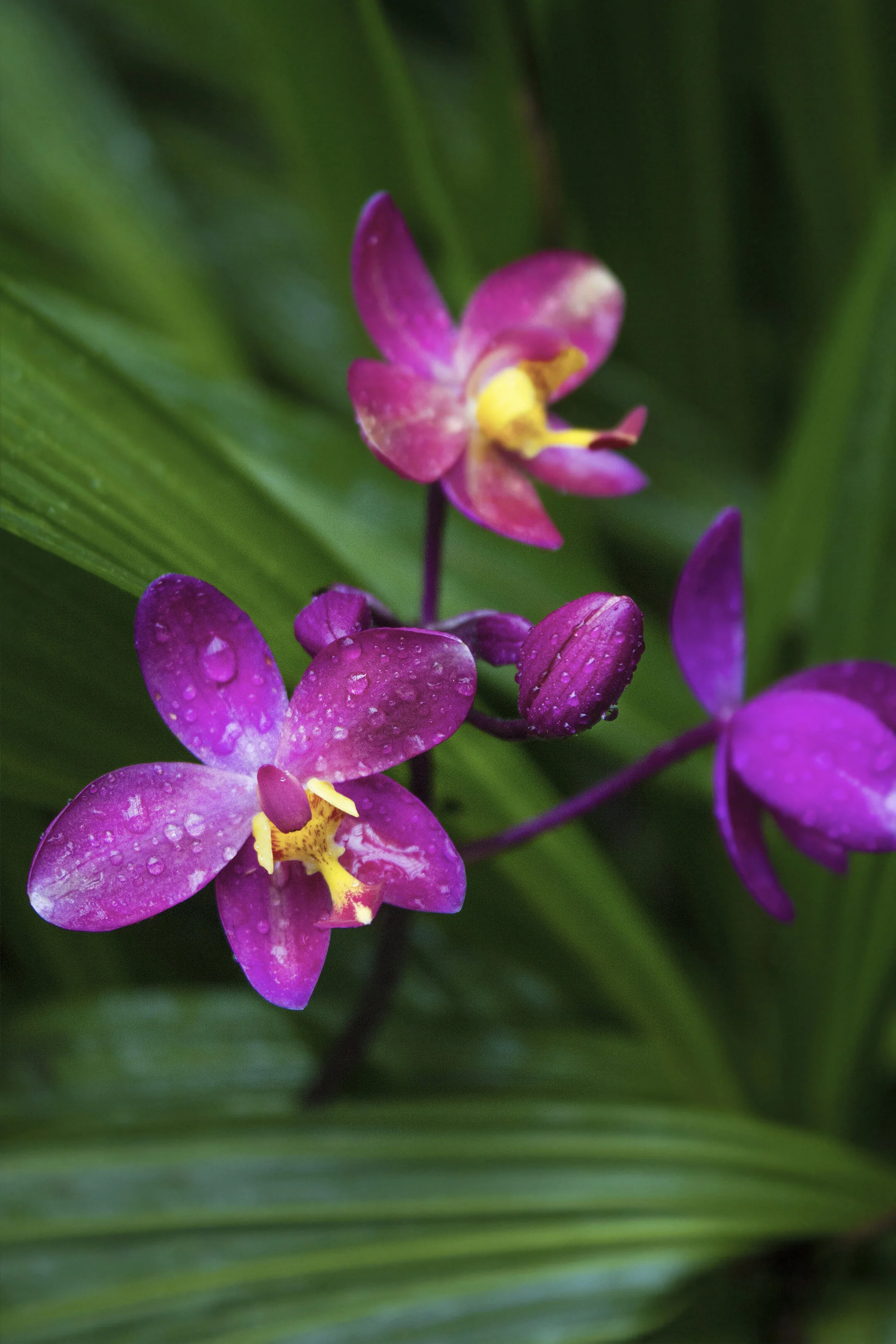 pink+orchid.jpg