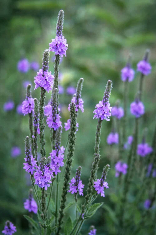 fleurs.jpg