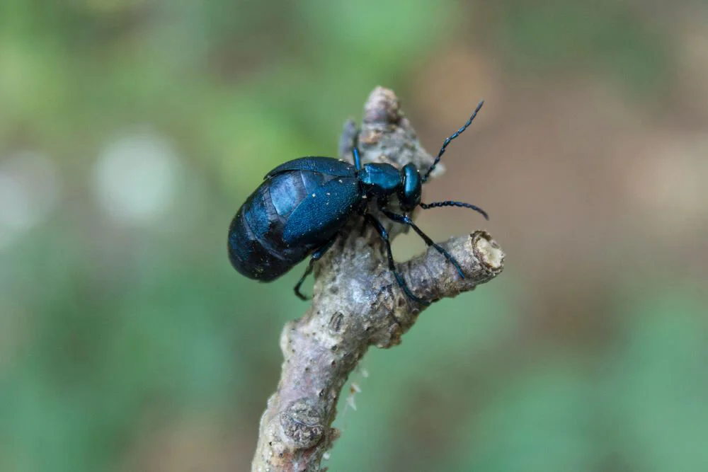 beetle.jpg