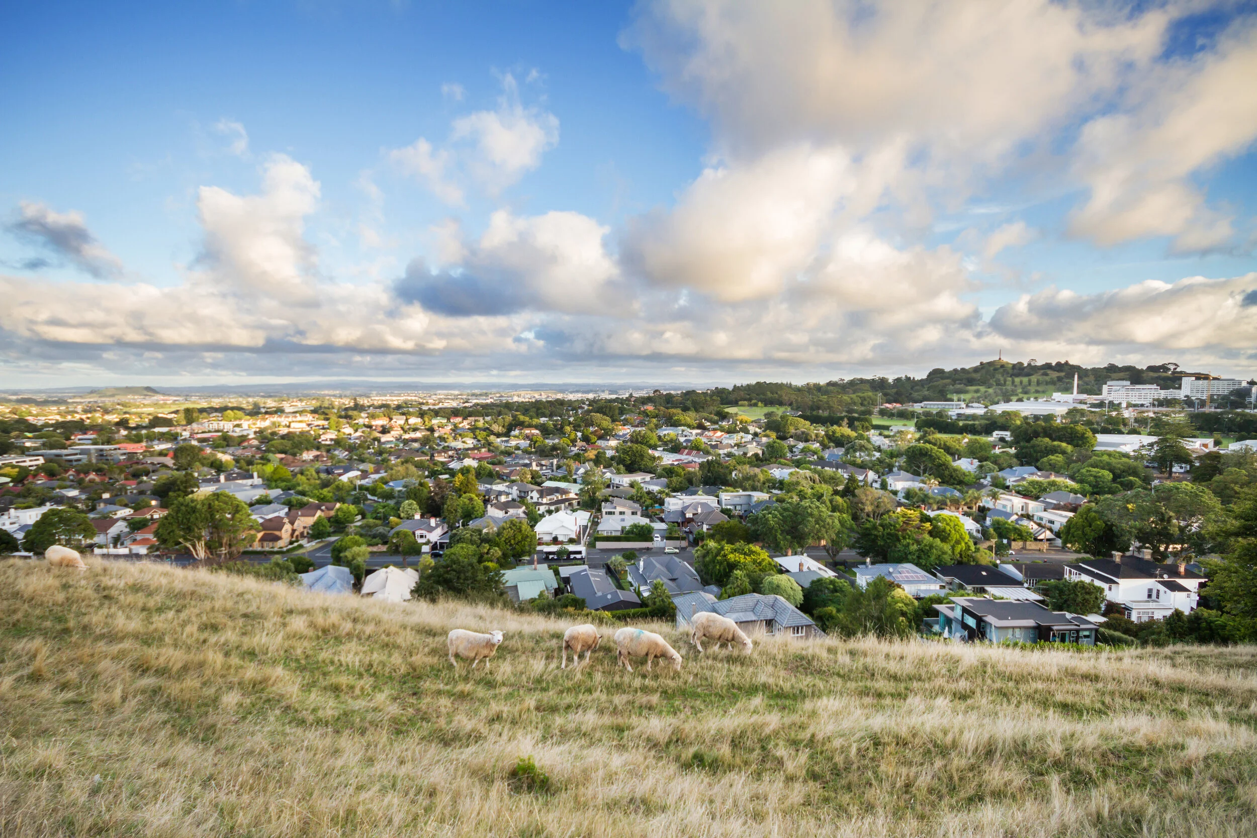 auckland.jpg