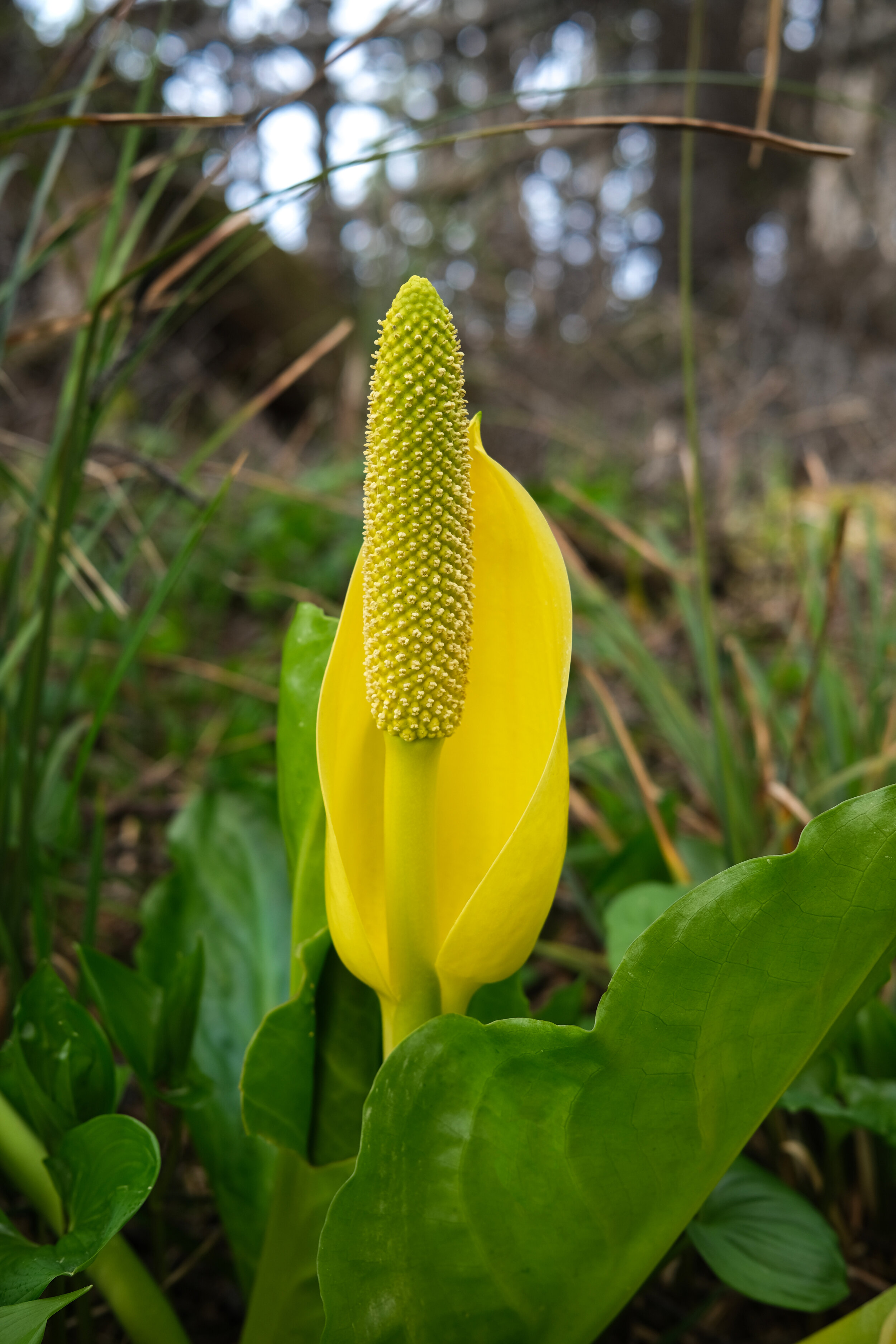 DSCF0509.JPG