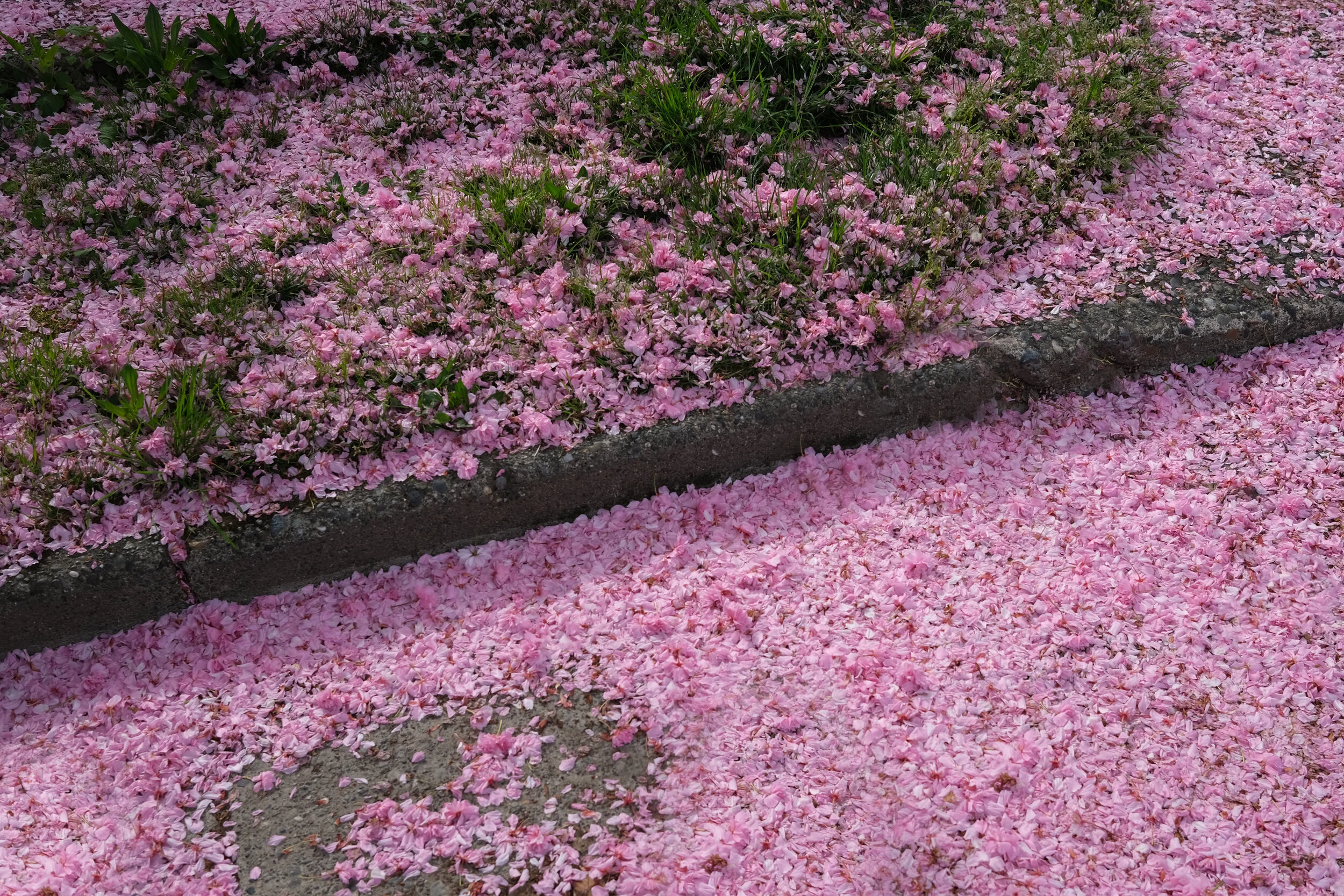 DSCF0473.JPG